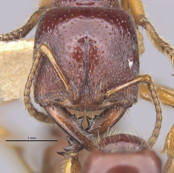 Media type: image;   Entomology 20373 Aspect: head frontal view